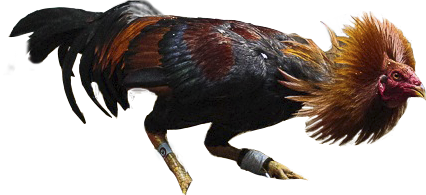 gallo