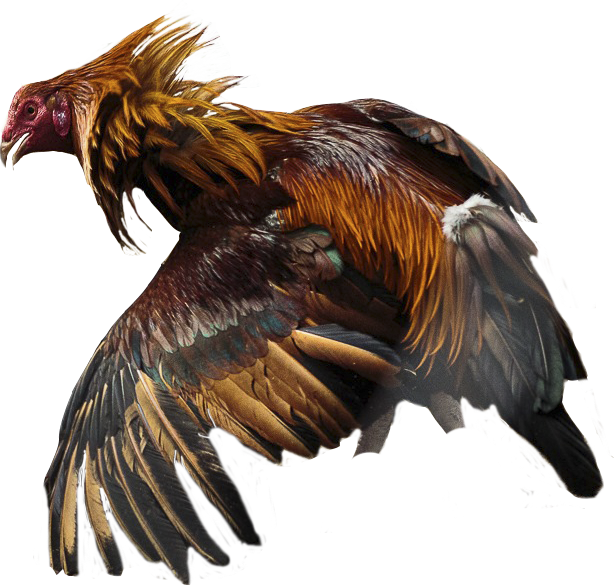 gallo